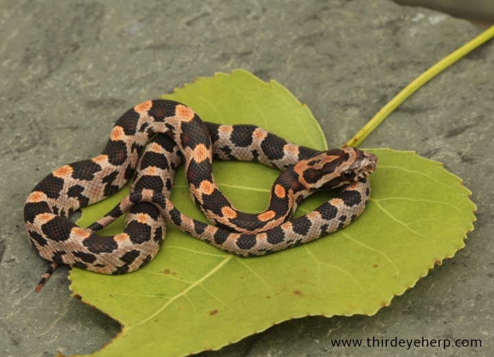 Okeetee Corn Snake